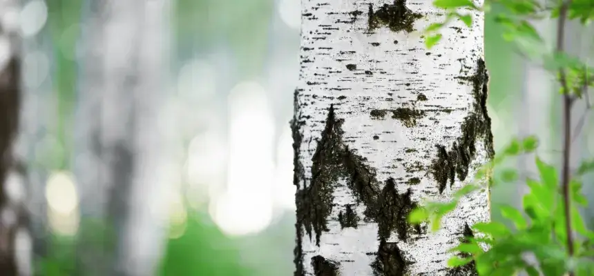 Cirtes veidi - KAILCIRTES JEB ATJAUNOŠANAS CIRTES IZLASES CIRTES SANITĀRĀS CIRTES REKONSTRUKTĪVĀS CIRTES KRĀJAS KOPŠANAS CIRTES